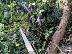 2021-10-05 095652 Louie camouflaged.jpg